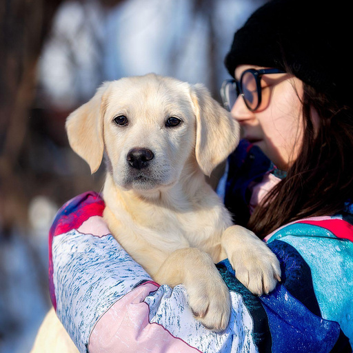 Изображение питомца