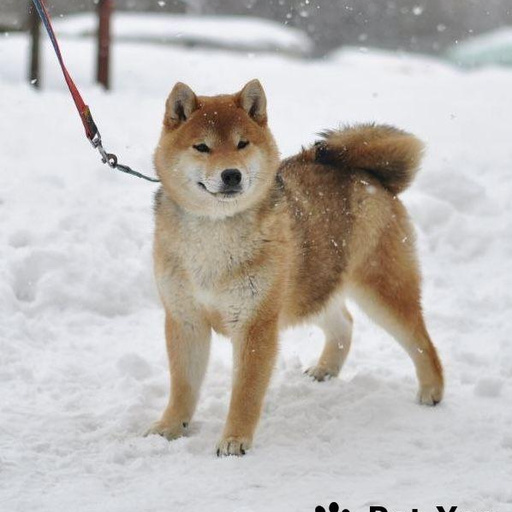 Изображение питомца