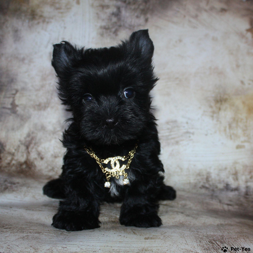 Изображение питомца