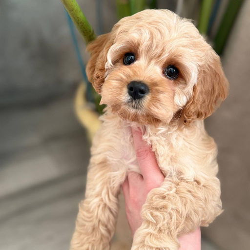 Изображение питомца