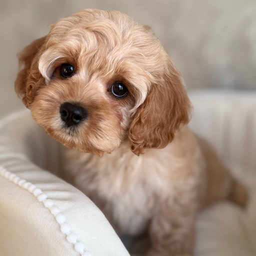 Изображение питомца