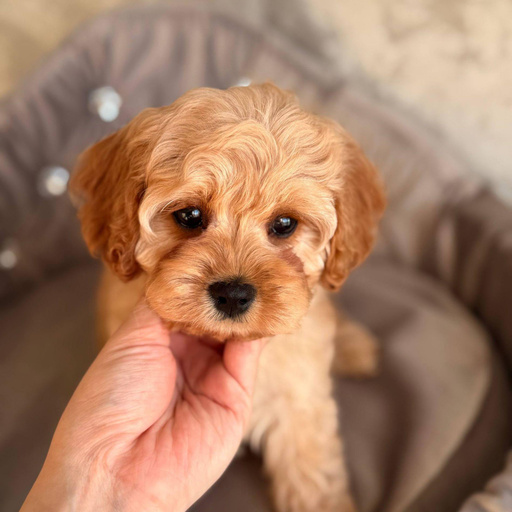 Изображение питомца