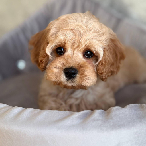 Изображение питомца