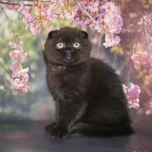 Изображение питомца