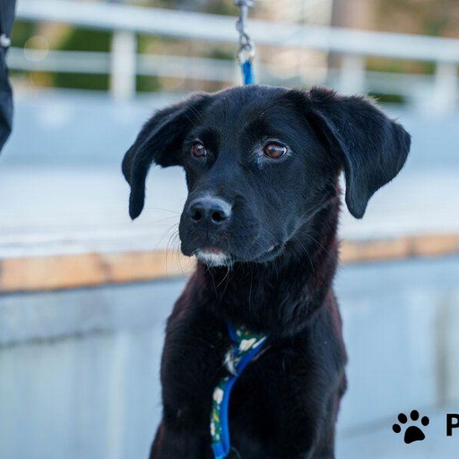 Изображение питомца