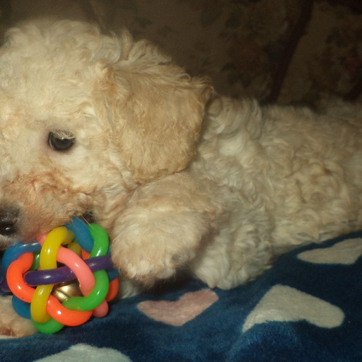 Изображение питомца