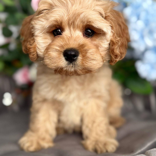 Изображение питомца