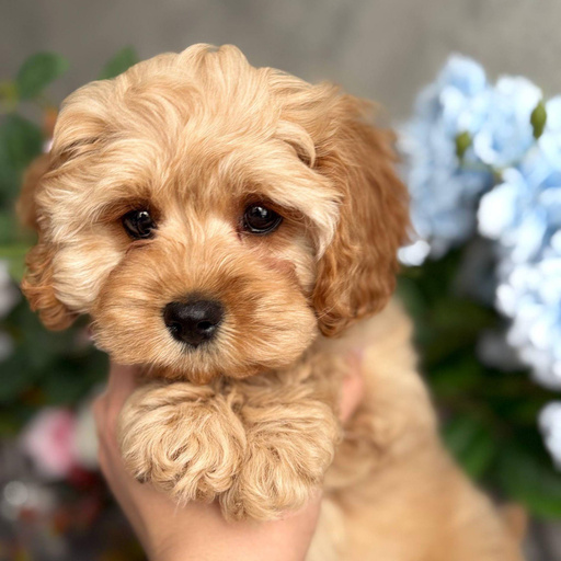 Изображение питомца