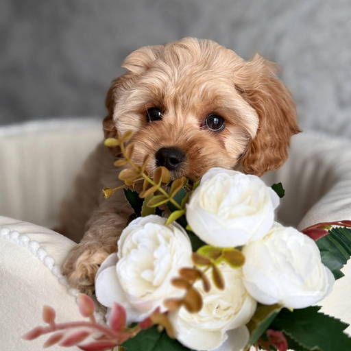 Изображение питомца