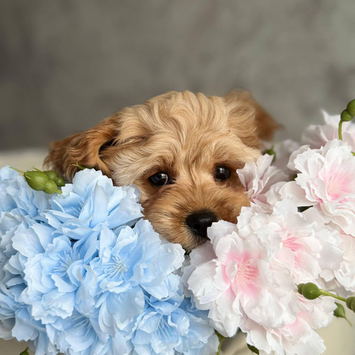 Изображение питомца