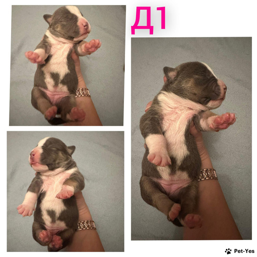 Изображение питомца