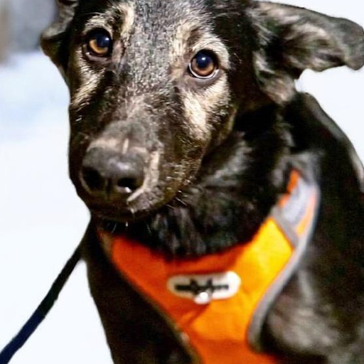 Изображение питомца