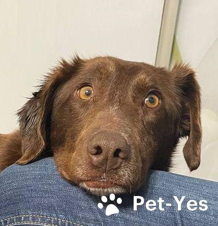 Изображение питомца