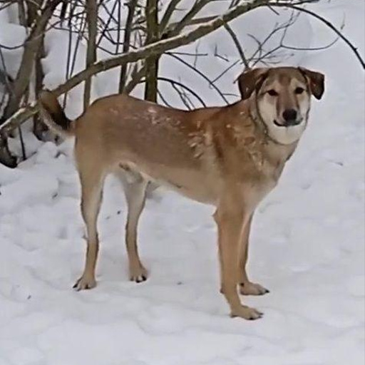 Изображение питомца