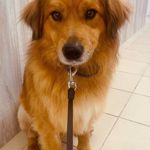 Изображение питомца