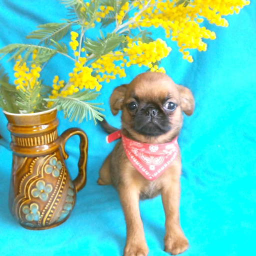 Изображение питомца