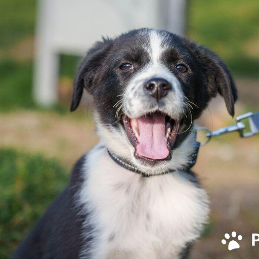 Изображение питомца