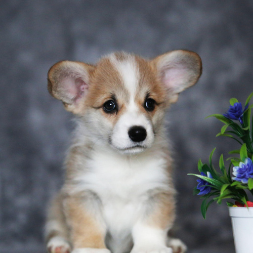 Изображение питомца