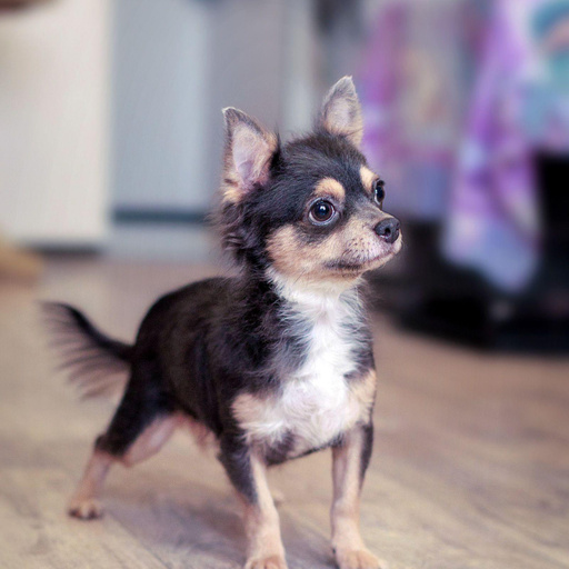 Изображение питомца