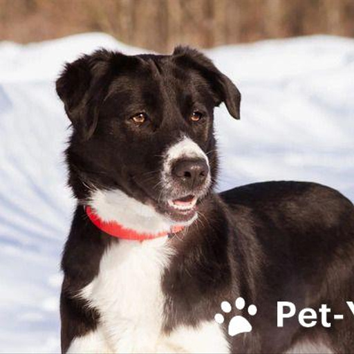 Изображение питомца