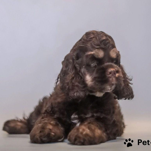 Изображение питомца