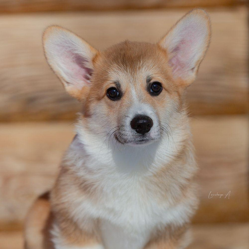 Изображение питомца