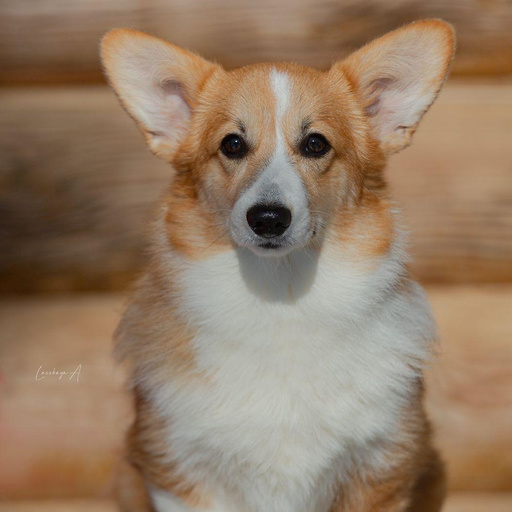 Изображение питомца