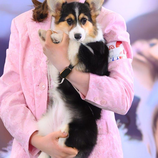 Изображение питомца