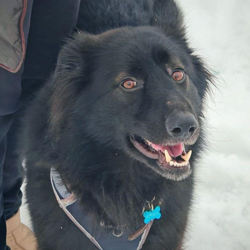 Изображение питомца