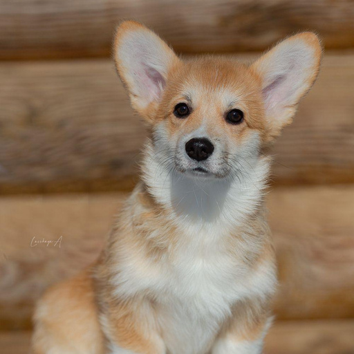 Изображение питомца