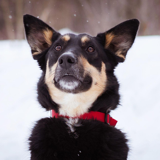 Изображение питомца