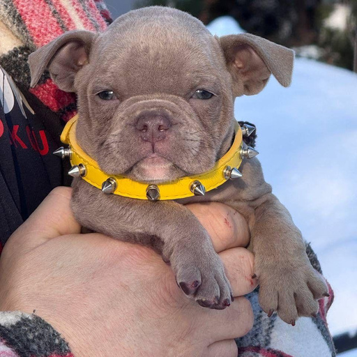 Изображение питомца