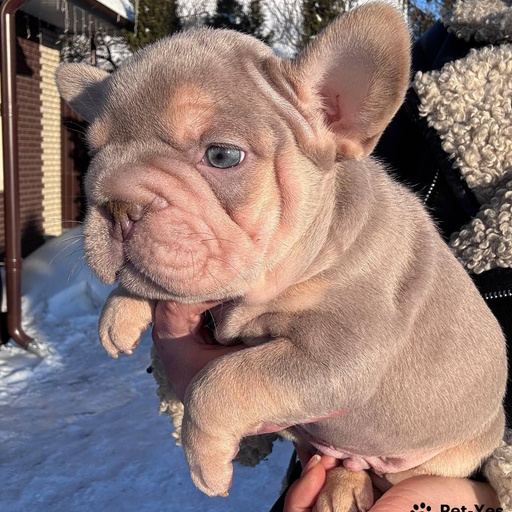 Изображение питомца