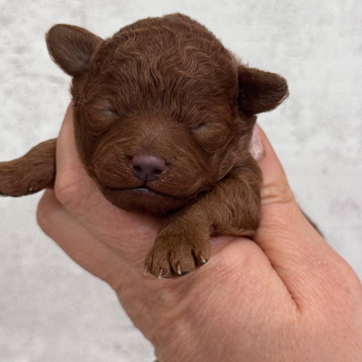 Изображение питомца