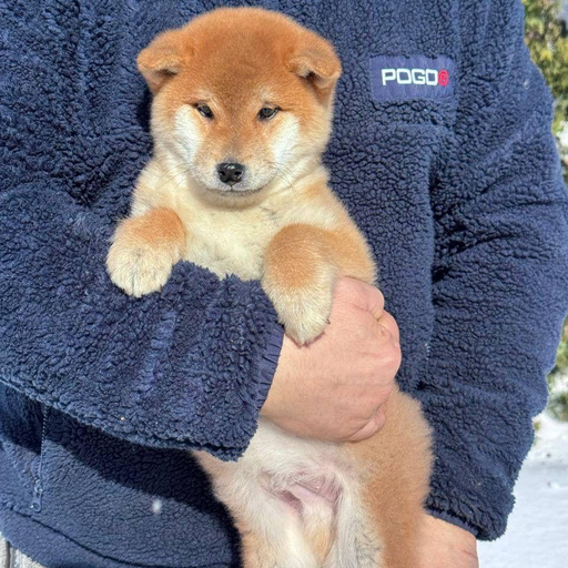 Изображение питомца