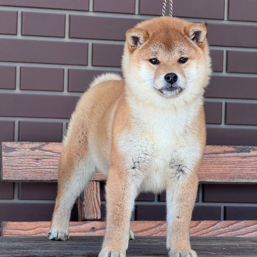 Изображение питомца