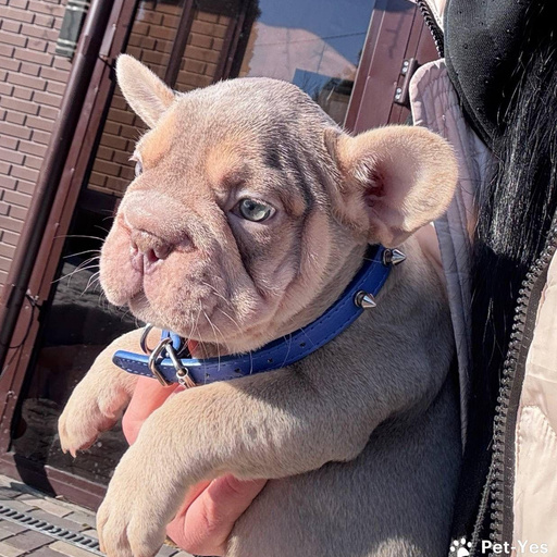 Изображение питомца