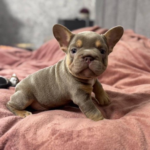 Изображение питомца