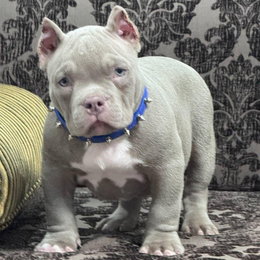 Изображение питомца