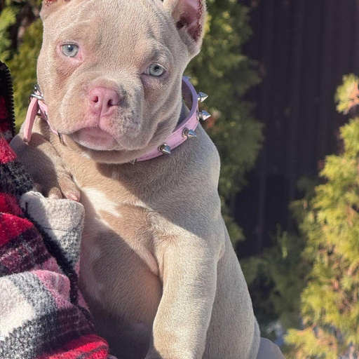 Изображение питомца