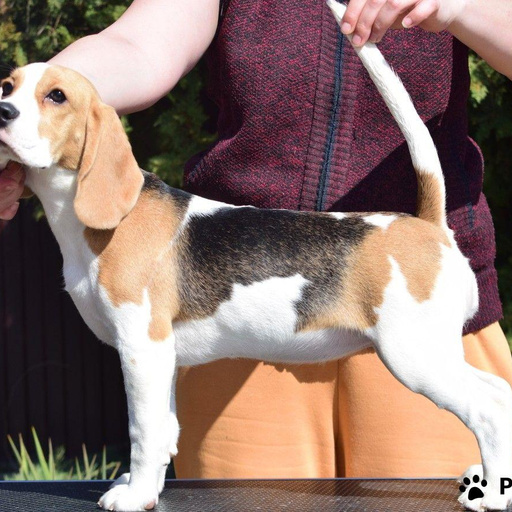 Изображение питомца