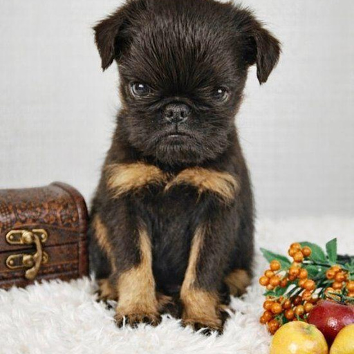 Изображение питомца