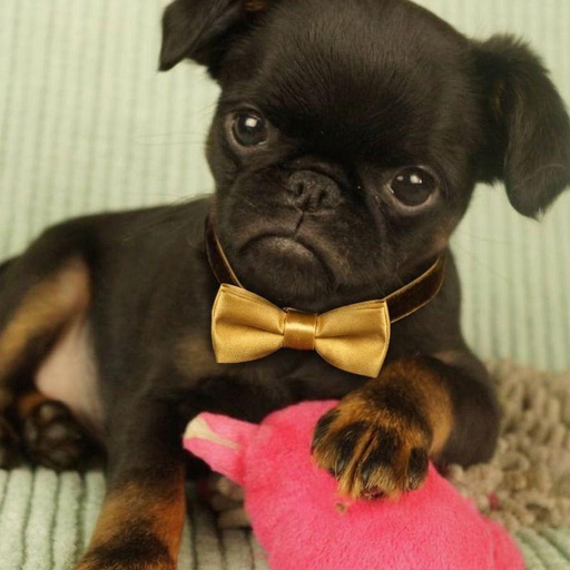 Изображение питомца