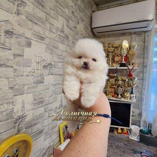 Изображение питомца