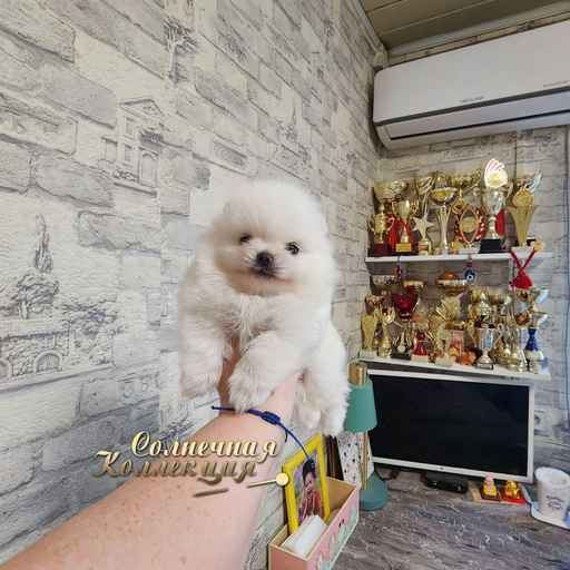 Изображение питомца