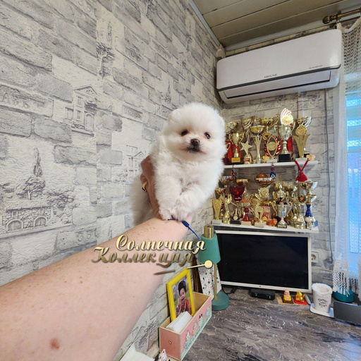 Изображение питомца