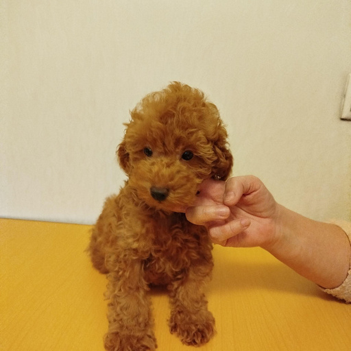 Изображение питомца