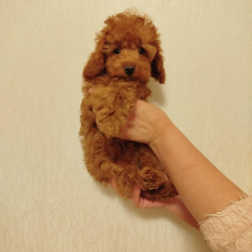 Изображение питомца