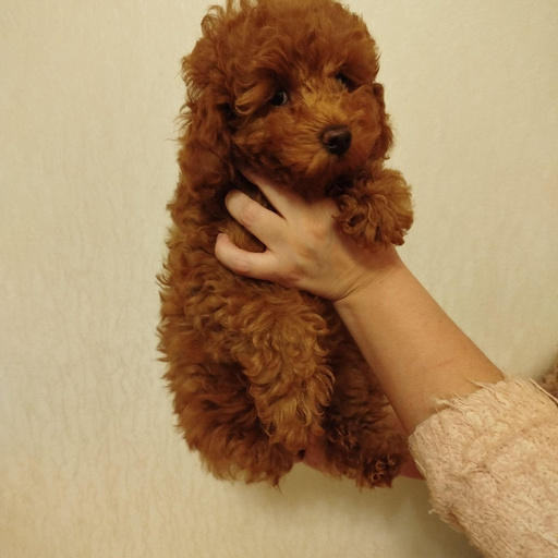 Изображение питомца