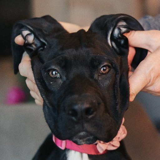 Изображение питомца